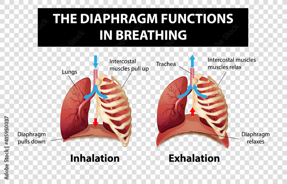 Diagram showing diaphragm functions in breathing on transparent