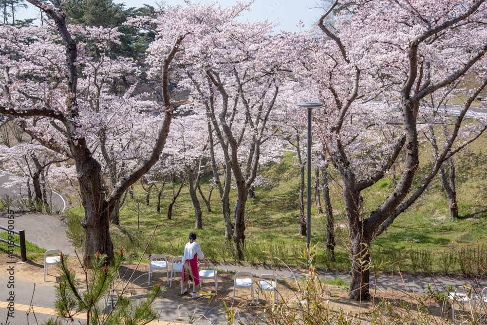 Cerejeiras em Matsushima.