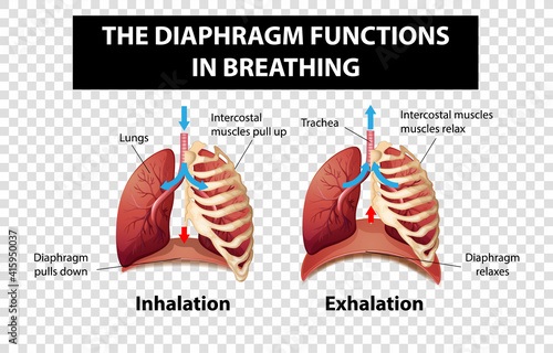 Diagram showing diaphragm functions in breathing on transparent background