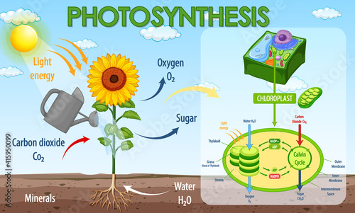Diagram showing process of photosynthesis in plant
