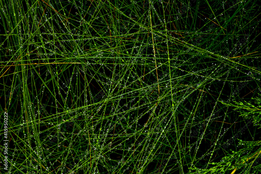 Abstract image of green summer grass with raindrops