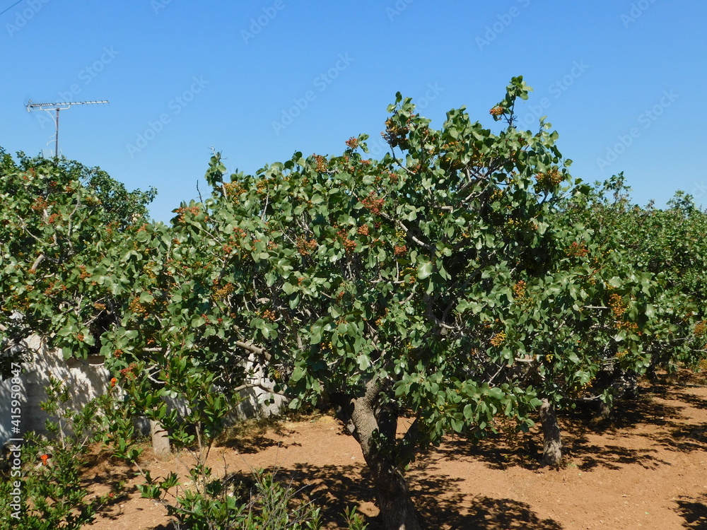 Pistachio or pistacia vera trees with fruit in the summer, in Attica, Greece