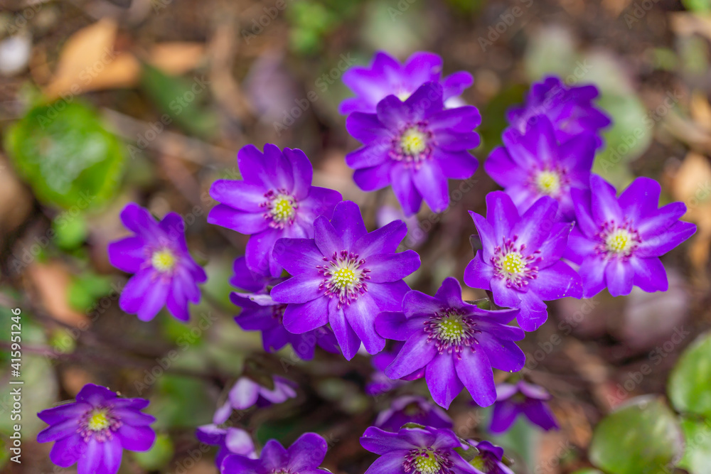 可憐な雪割草の花 可憐な雪割草の花