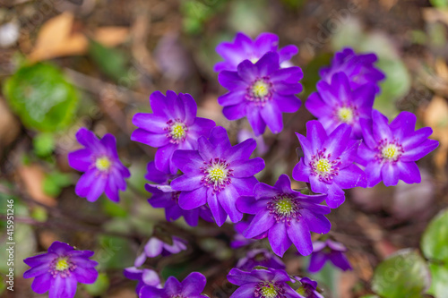 可憐な雪割草の花