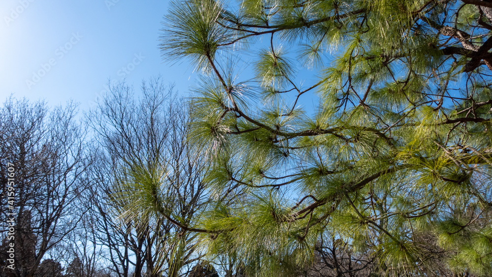 Obraz premium 風に揺れる日本の大王松と空