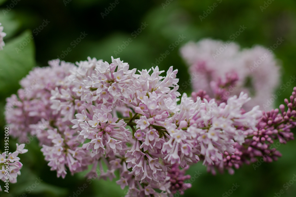 branch of lilac on a natural background. Fragrant lilac. spring in the city branch of lilac on a natural background. Fragrant lilac. spring in the city
