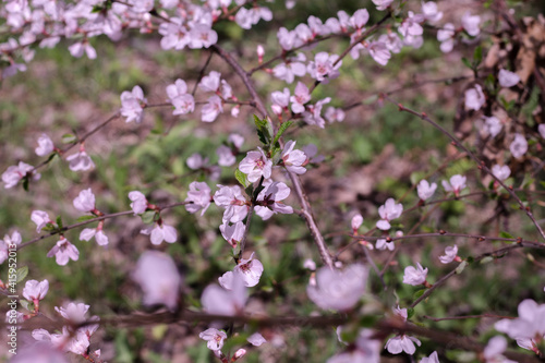 Shrub with bright pink flowers. Cherry bush. Blooming bushes.