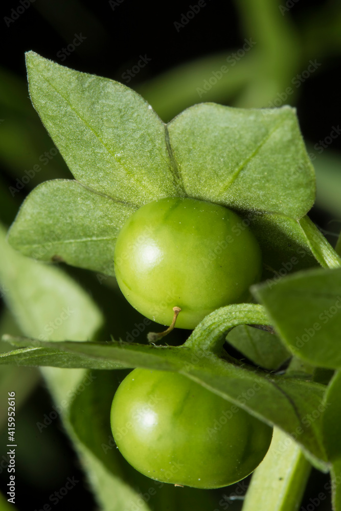 Foto de Fruto verde inmaduro venenoso de la planta conocida como