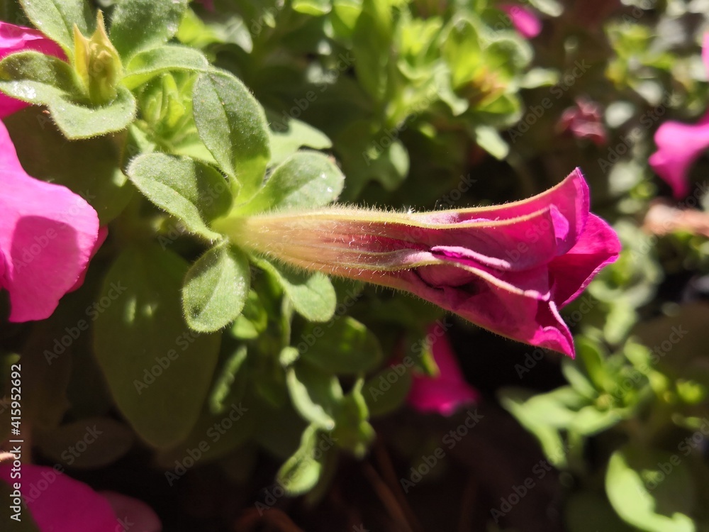 close-up of pink Petunia hybrida flower blooming in garden close-up of pink Petunia hybrida flower blooming in garden