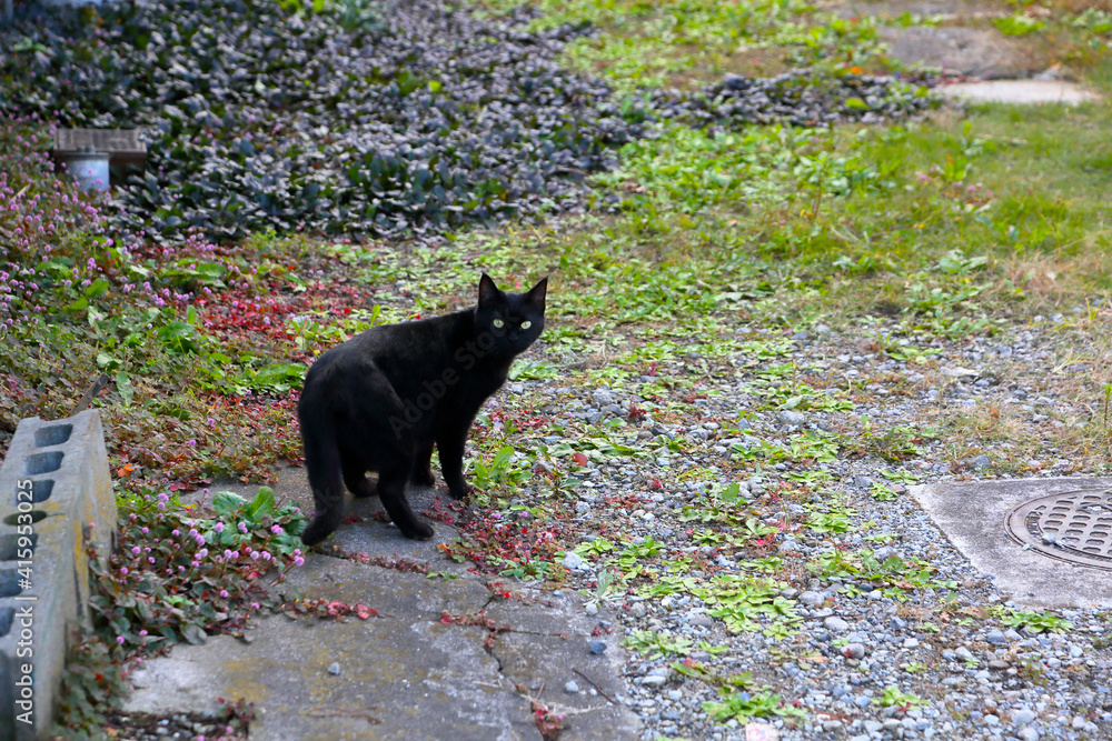 Black cat turning around in the garden. Black cat turning around in the garden.