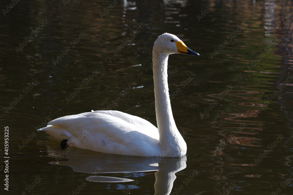Naklejka premium 厳しい寒さを避けて越冬で飛来地へと渡ってきた、美しい白い羽毛のオオハクチョウ