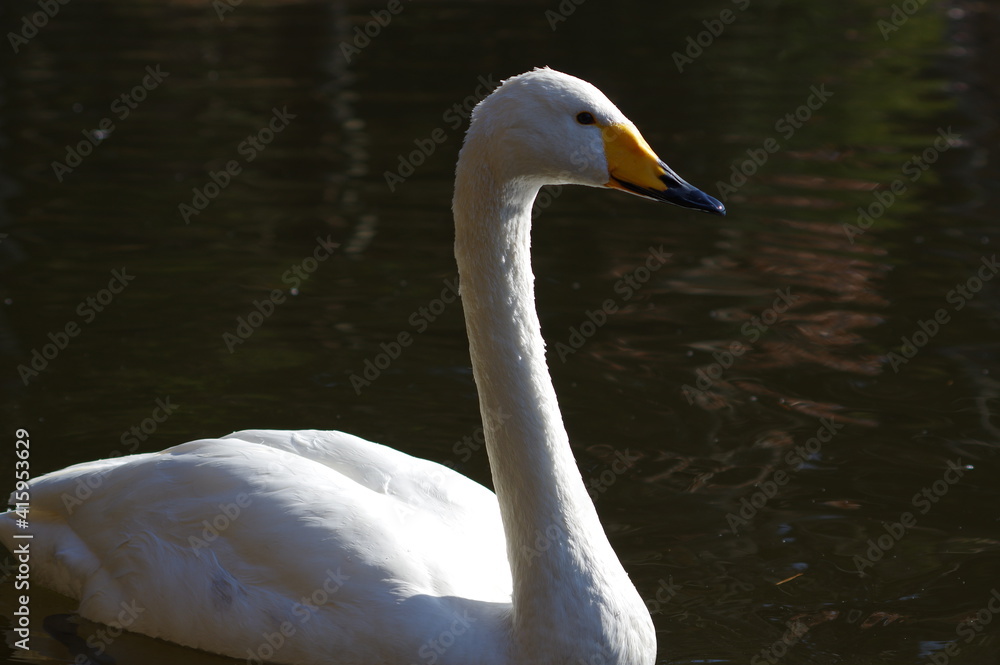 Naklejka premium 厳しい寒さを避けて越冬で飛来地へと渡ってきた、美しい白い羽毛のオオハクチョウ
