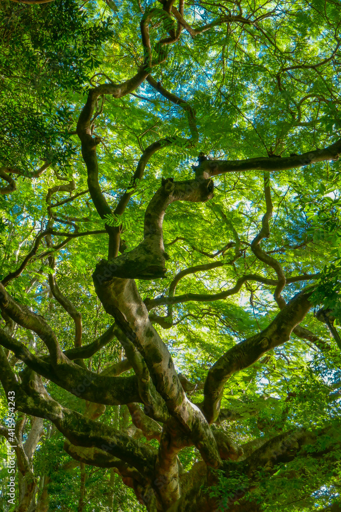 Naklejka premium Looking up into the winding branches and foliage of a large tree.