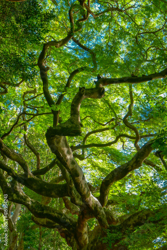 Looking up into the winding branches and foliage of a large tree.