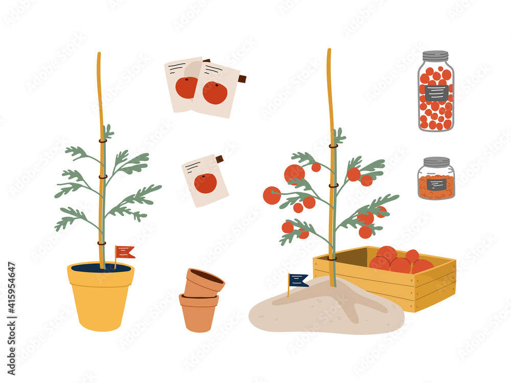 Tomato plant growth. Stages from seed to fruiting plant. Autumn tomato  harvest in wooden box. Vector cartoon style flat illustration isolated on  white background. Stock Vector | Adobe Stock