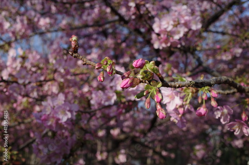 桜の花