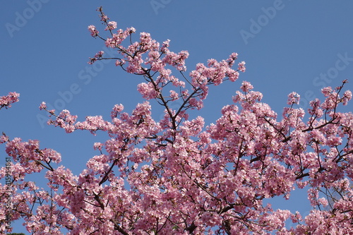 桜の花