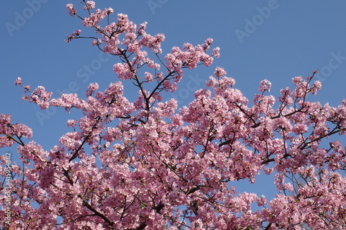 桜の花