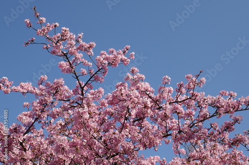 桜の花