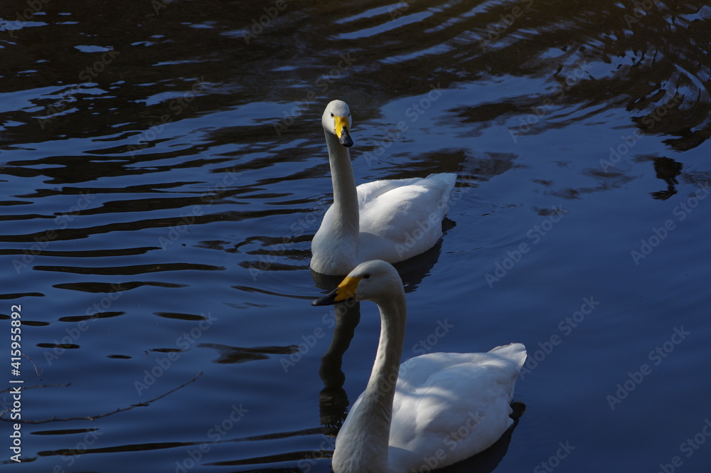 Fototapeta premium 厳しい寒さを避けて越冬で飛来地へと渡ってきた、美しい白い羽毛のオオハクチョウ