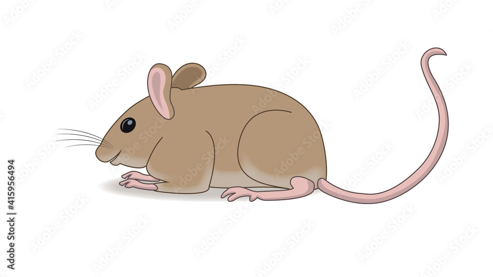 The little Indian field mouse. The little Indian field mouse.
