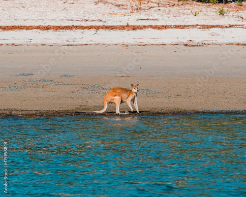 Kangaroo on the beach