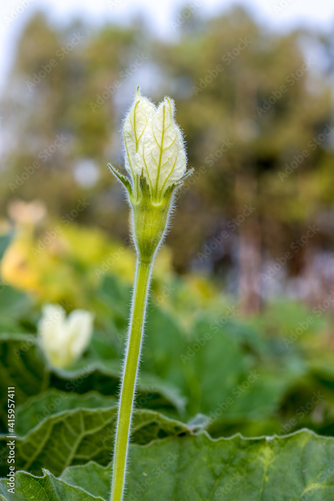 Bottle gourd white flower blooming in an agriculture farm in the evening with soft bokeh blur background Bottle gourd white flower blooming in an agriculture farm in the evening with soft bokeh blur background