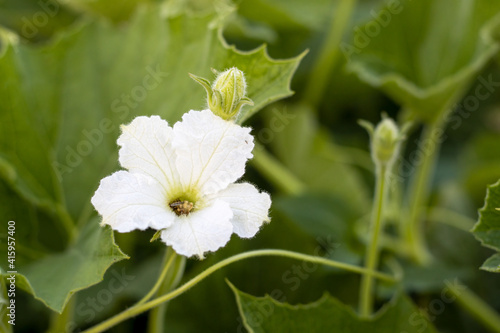 Bloomed white bottle gourd flower close up background