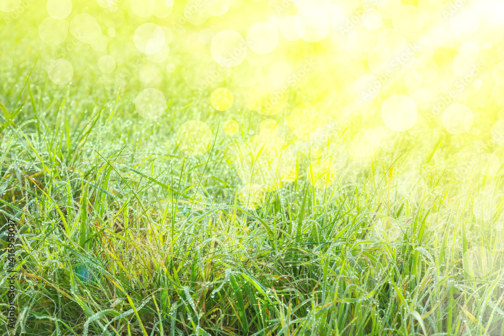 Background of fresh green grass with artistic bokeh and sunlight.  Nature