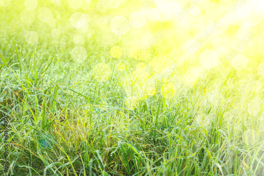 Fototapeta premium Background of fresh green grass with artistic bokeh and sunlight. Nature