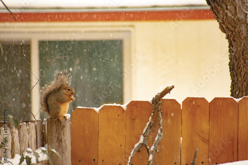 wooden fence