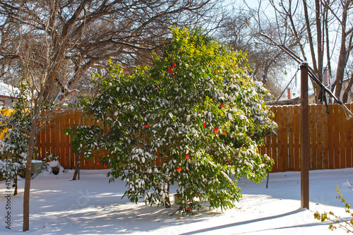 apple tree in winter