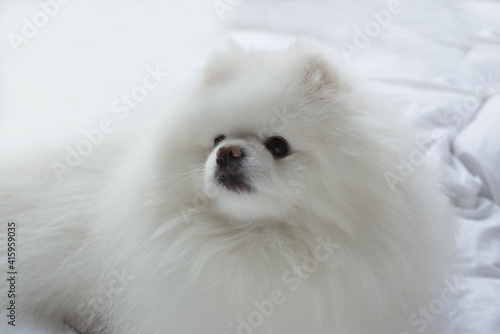 Pomeranian Dog White Adorable and Fluffy. Close up portrait of a pet lying in the bed.