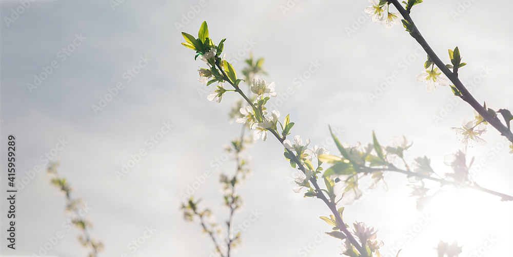 First flowers coming out on the branches of a tree. Selective focus