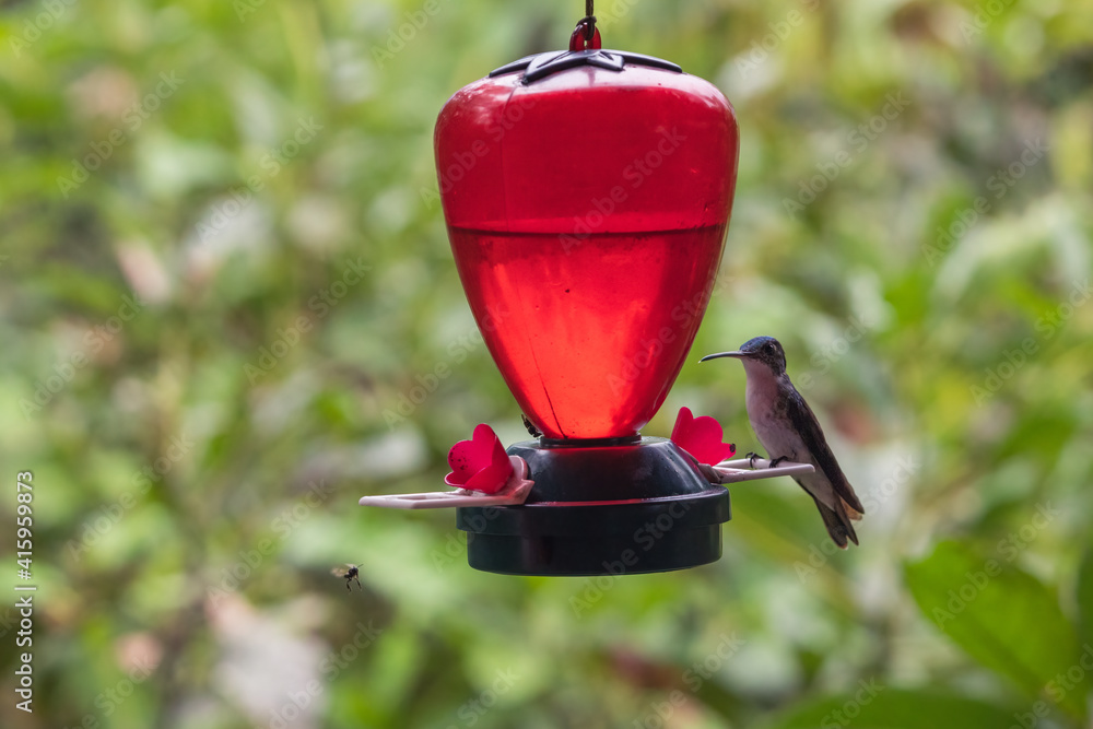 Fototapeta premium Closeup shot of a hummingbird drinking water on a bird feeder