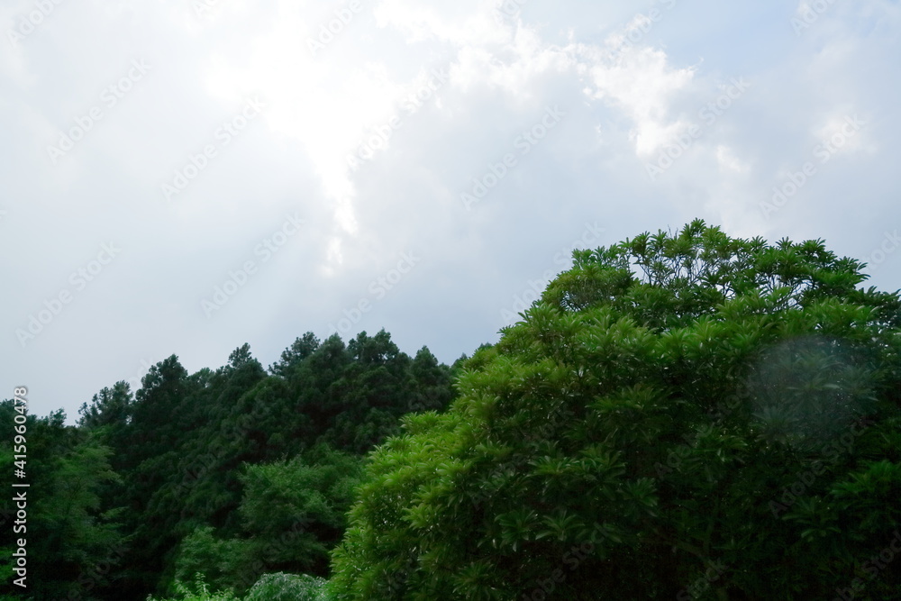 Fototapeta premium 樹木-42
