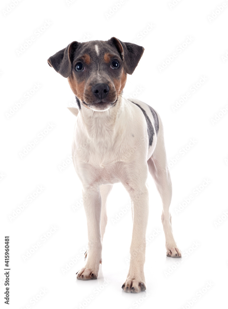 brazilian terrier in studio