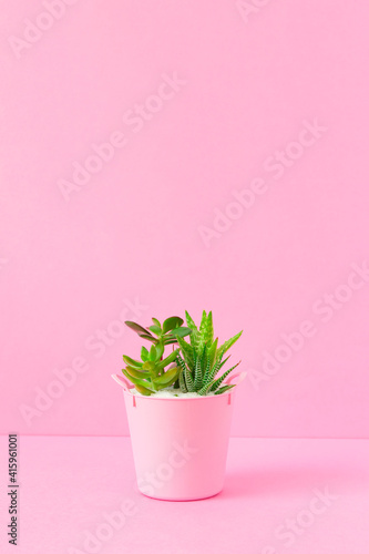 Plants and pink background.                          