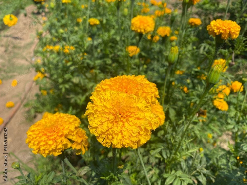 Beautiful yellow marigolds in public gardens. Beautiful yellow marigolds in public gardens.