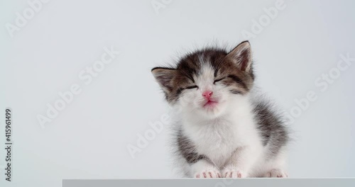 Sleepy blue eyed small kitten on white table and background