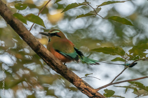 Turquoise-browed motmot - Eumomota superciliosa also Torogoz, colourful tropical bird Momotidae with long tail, Central America from south-east Mexico to Costa Rica photo