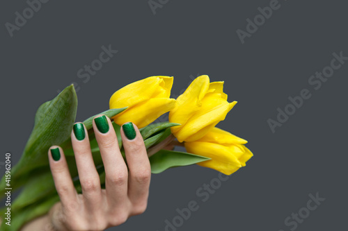 Crop female hand with bunch of yellow tulips. Crop hand of woman with trendy green manicure holding pile of fresh yellow colored tulips on gray background