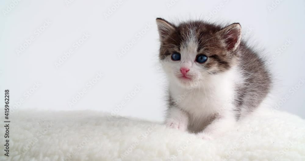Curious blue eyed small kitten on white pillow and background Curious blue eyed small kitten on white pillow and background