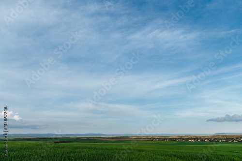 Green field and sky with clouds, grass in spring, agricultural cereal crop