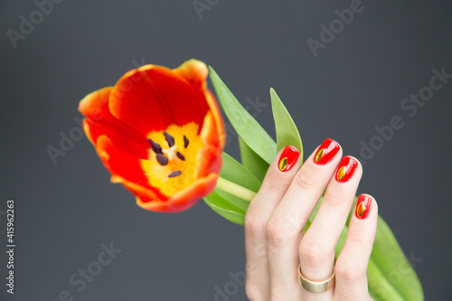 Vibrant manicure of female hand with tulips. Crop hand of woman with red manicure and golden ring holding bright blooming tulip of red color