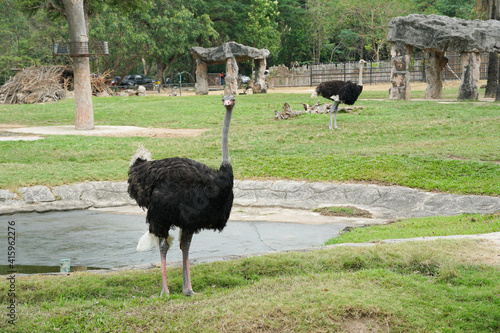 Ostrich is looking at camera with green grass background