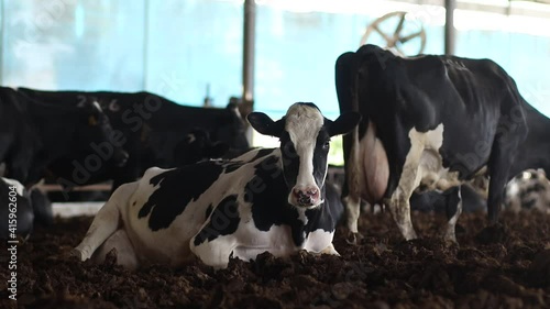 A group of Israeli cows in black and white, in a barn on a kibbutz in Israel