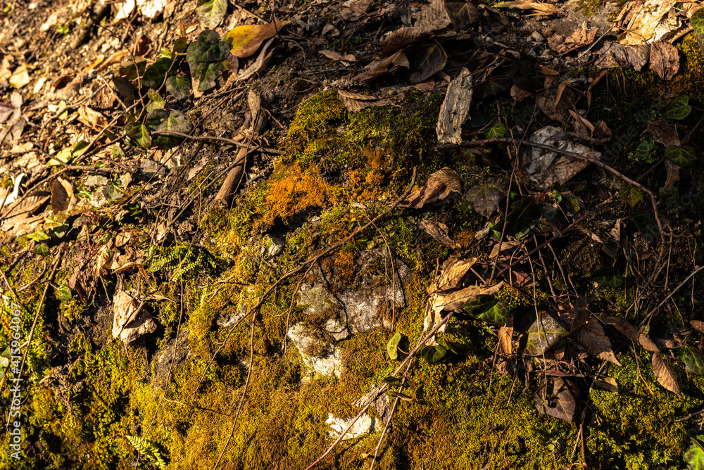 Green moss wall in Abkhazia, mountain textures, stone, water. Beautiful background. The texture of moss and stone. Green moss wall in Abkhazia, mountain textures, stone, water. Beautiful background. The texture of moss and stone.