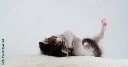 Playful blue eyed small kitten on white pillow and background