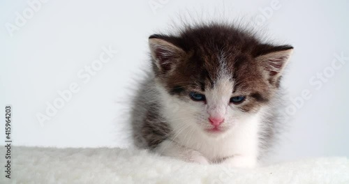 Sleepy blue eyed small kitten on white table and background
